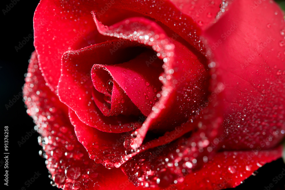 rose red close up
