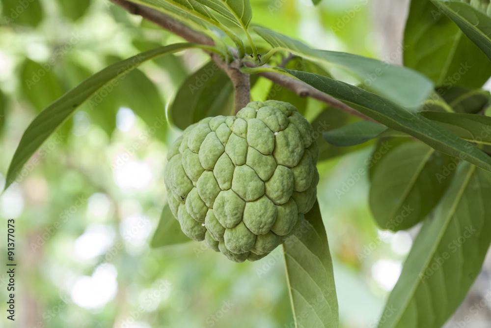Fototapeta premium Annona squamosa, Custard apple fruit