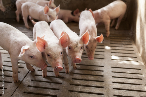 Obraz na plátně pigs in the farm