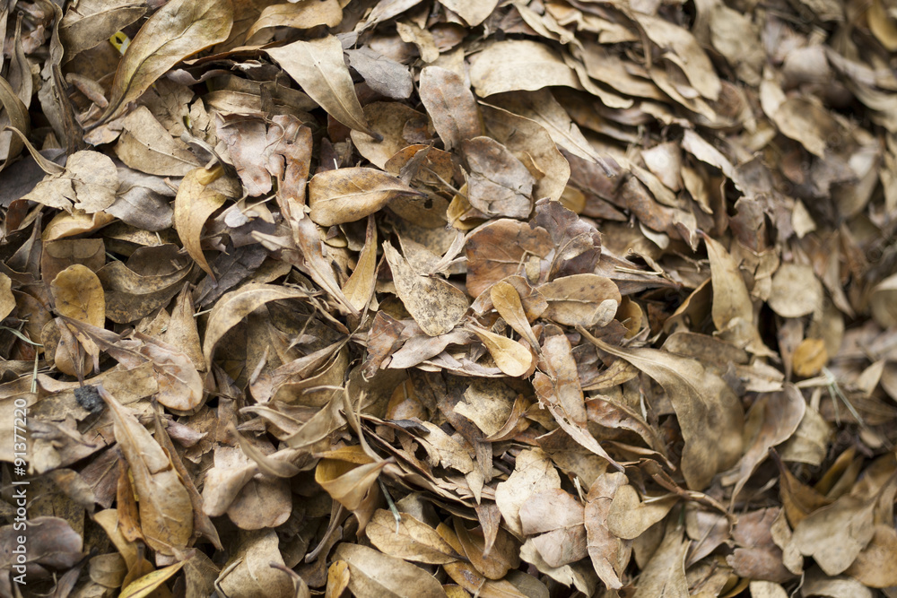 Fallen leaves Fallen leaves