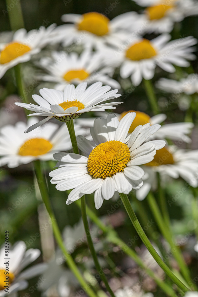 daisy close up daisy close up