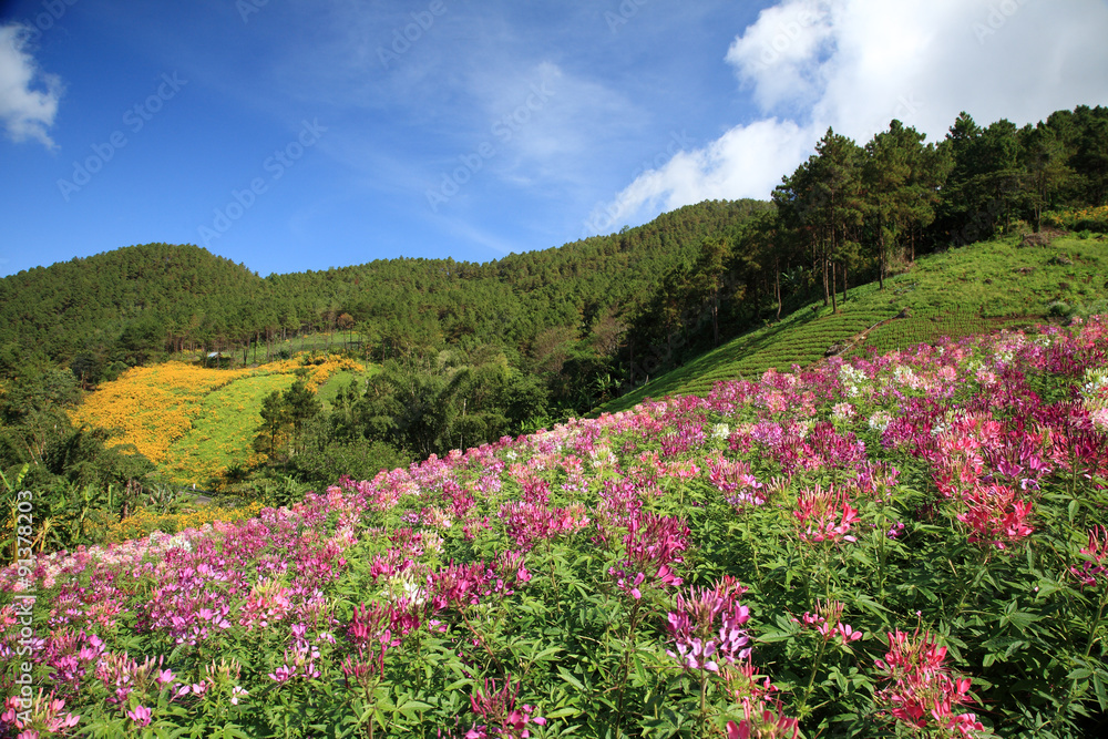 Purple wild flower field near mountain in Chiang Mai, Thailand Purple wild flower field near mountain in Chiang Mai, Thailand