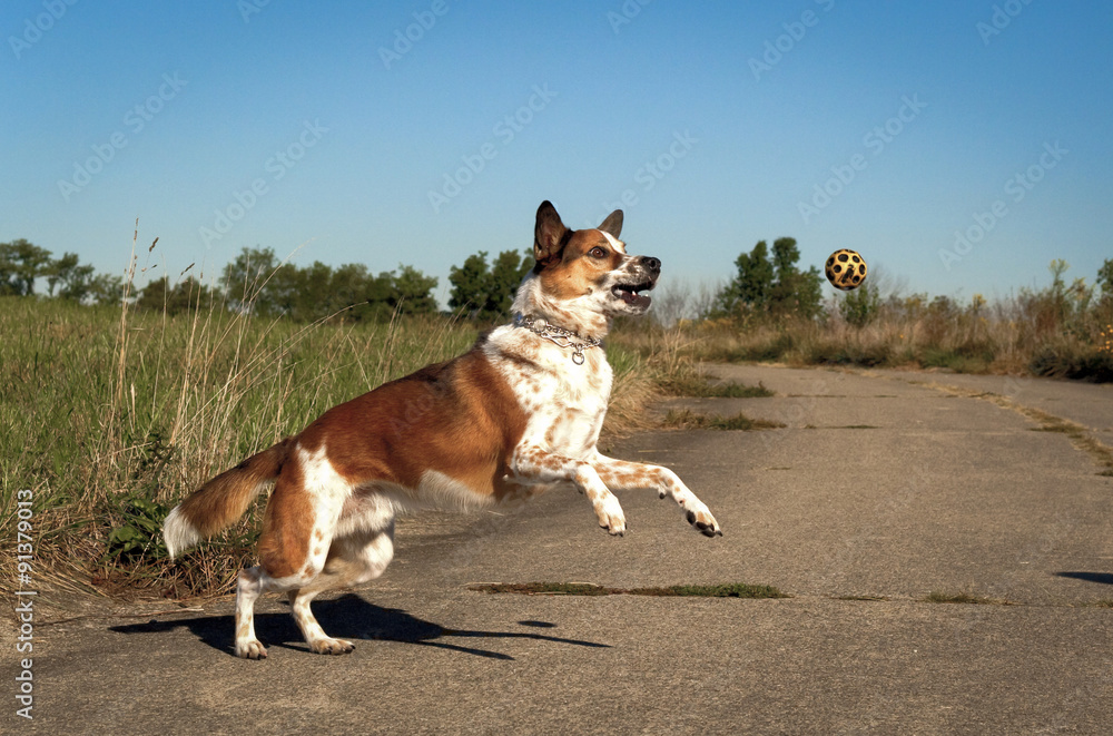 Focused Australian cattle dog leaping towards yellow ball on right on pavement