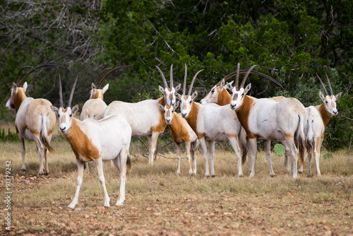 Scimitar Horned Oryx Herd © GizmoPhoto