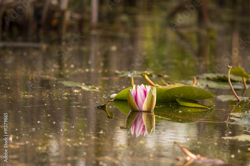 Abstract Water lily background with Reflection