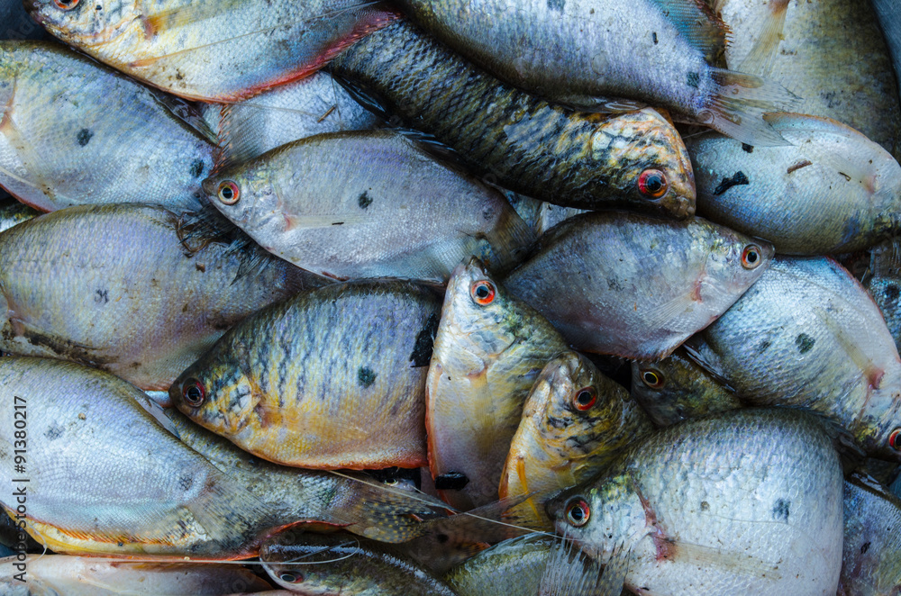 Obraz premium gourami fish background