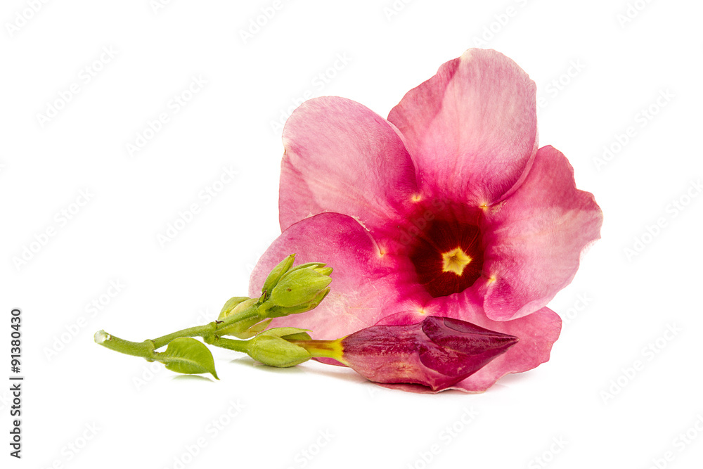 Red Big hibiscus flower with green leaves on a white table. Red Big hibiscus flower with green leaves on a white table.