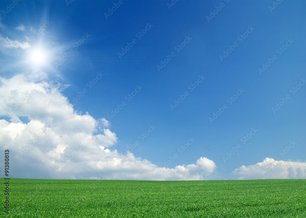 Fototapeta premium green field
