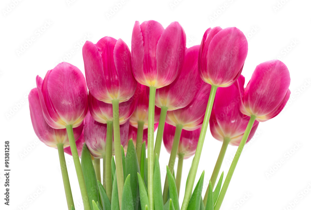 Fototapeta premium tulips