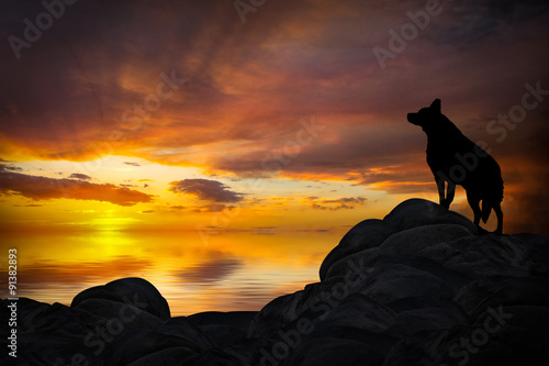 Wolf Howling in the Sunset
