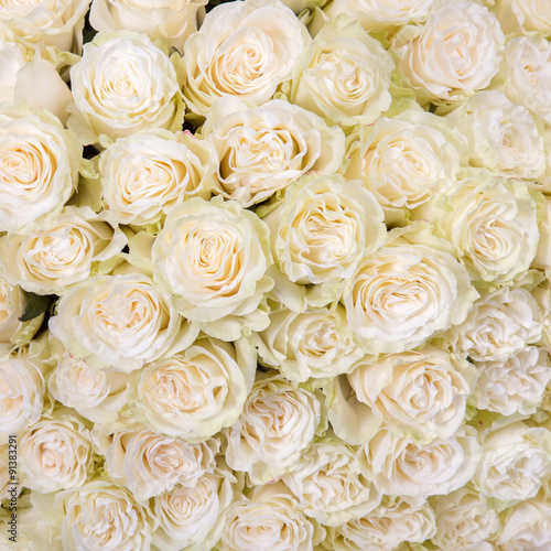 Abstract background of white roses