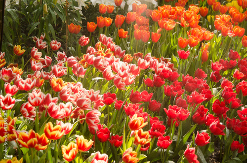 Tulips © phkeng