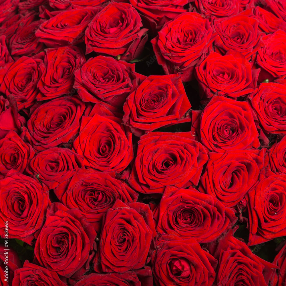 Plenty red natural roses background Plenty red natural roses background