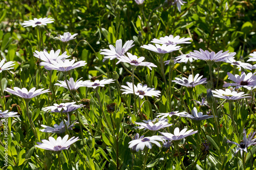 Wild daisy flowers photo