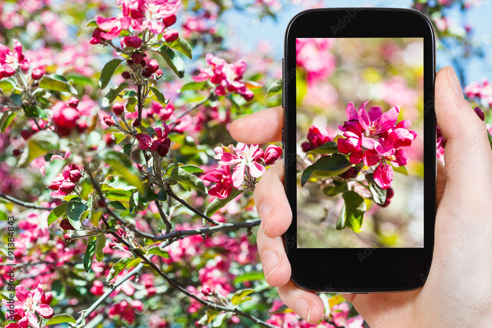 Fototapeta premium photo of pink blossoms of apple tree on smartphone