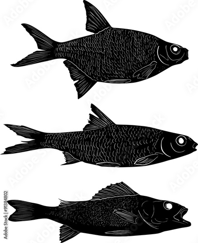 set of three black freshwater fishes on white