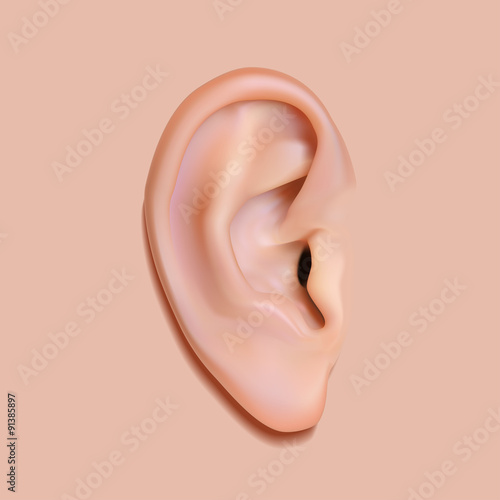 Human ear