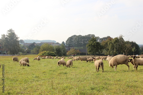 Herde Schafe auf einer Dorfwiese. © thzielke