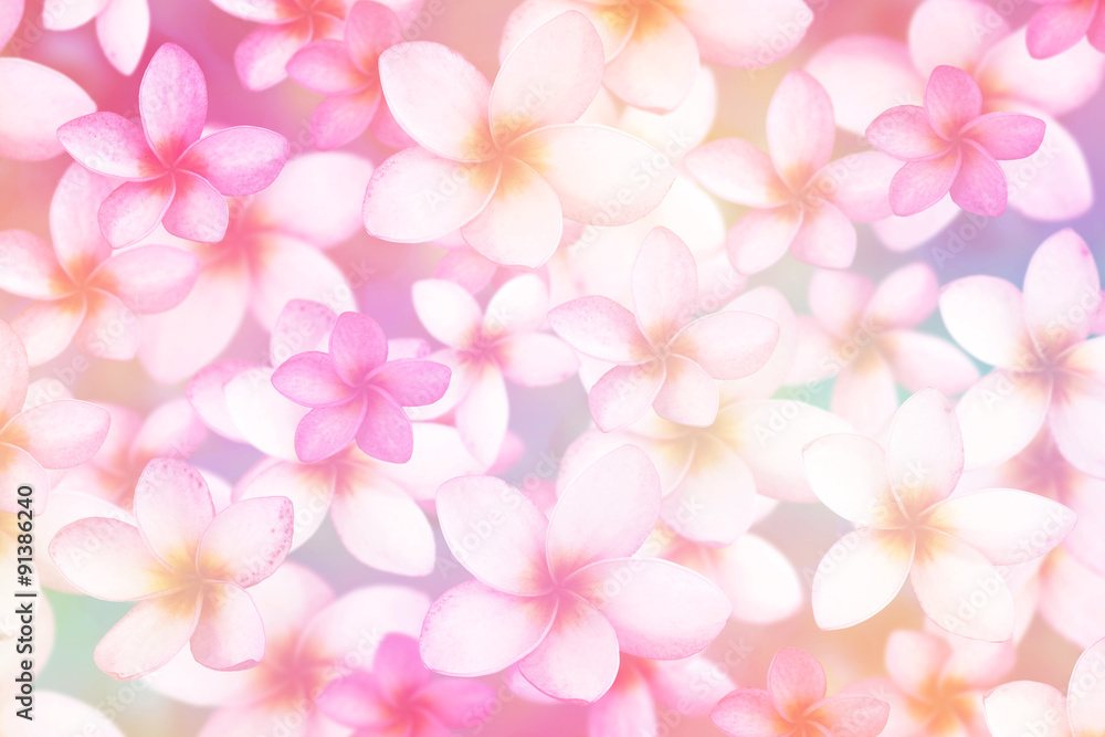 plumeria plumeria
