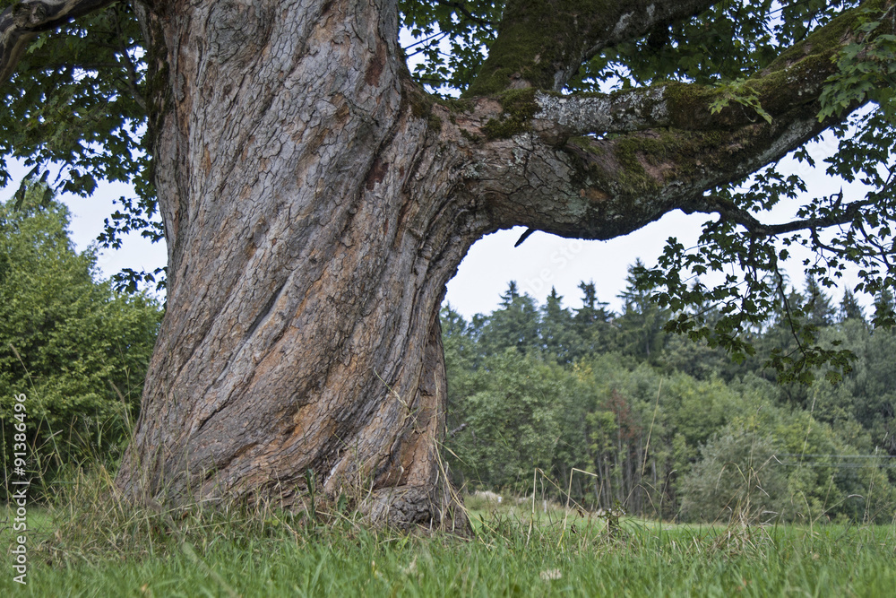 Fototapeta premium Wunder der Natur
