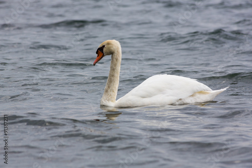 White swan