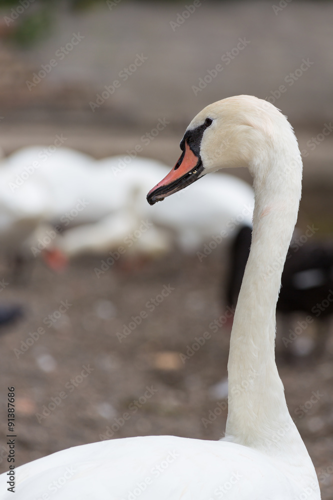 Fototapeta premium White swan