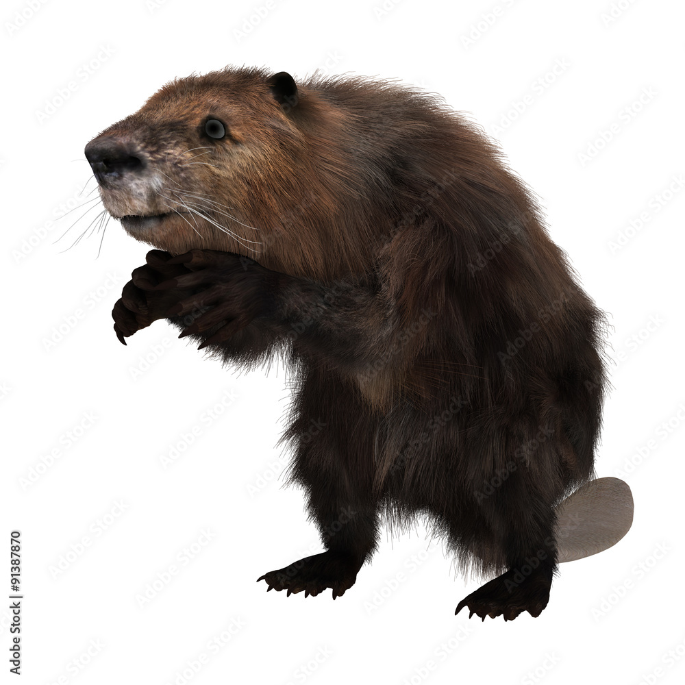 Beaver Beaver