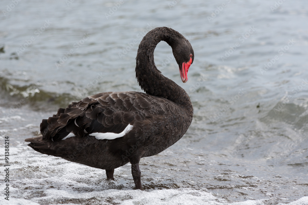 Naklejka premium Black Swan