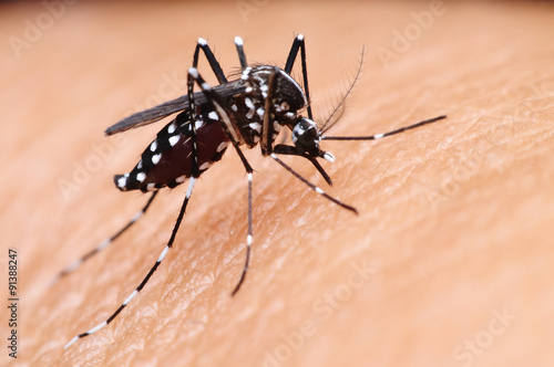 mosquito,malaria