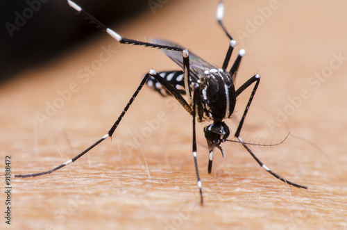 mosquito,malaria