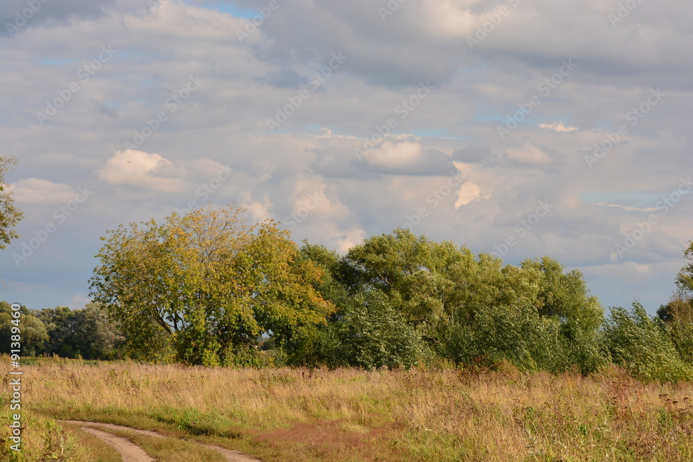 Obraz premium Деревья и небо