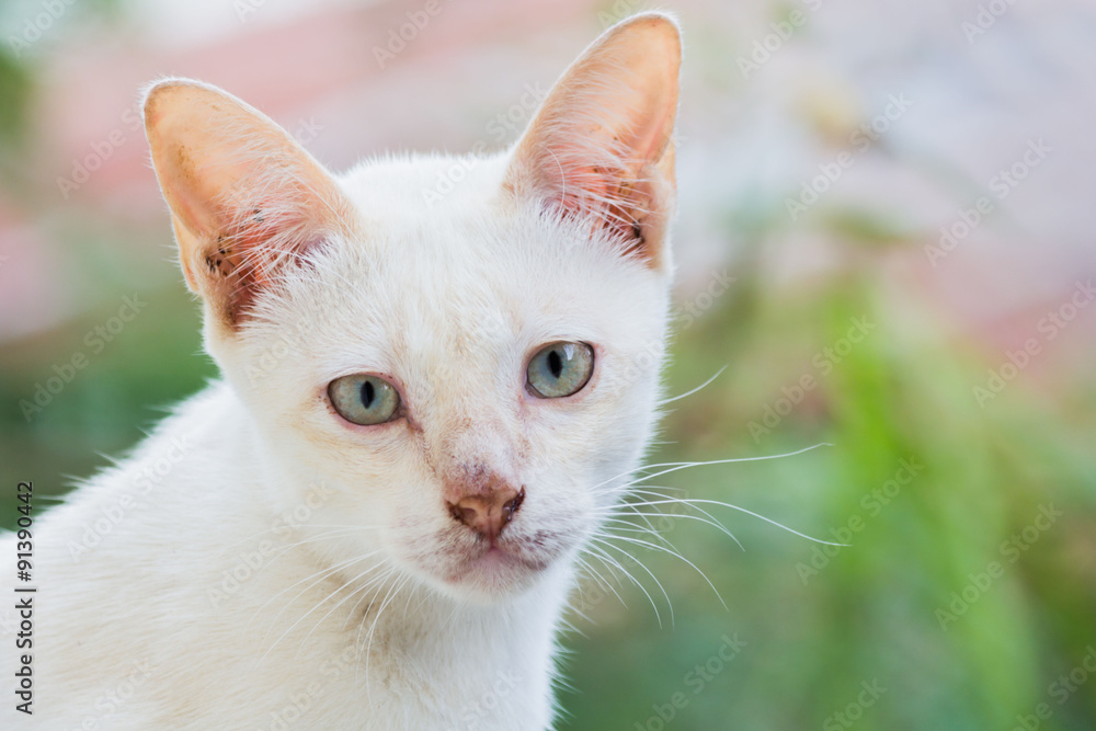 White Cat