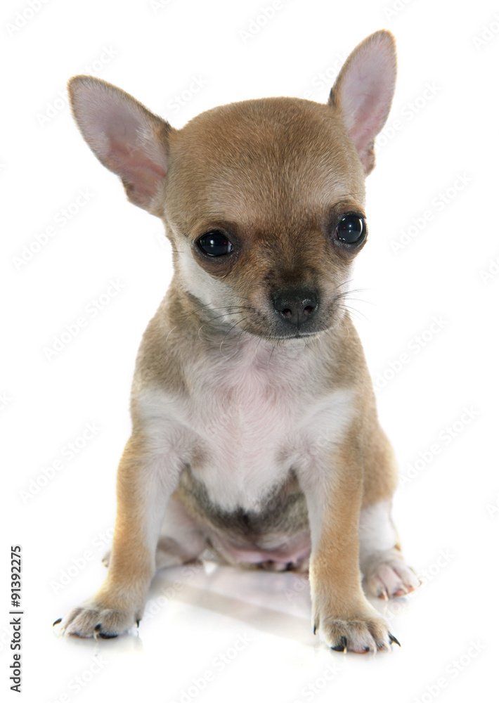 puppy chihuahua