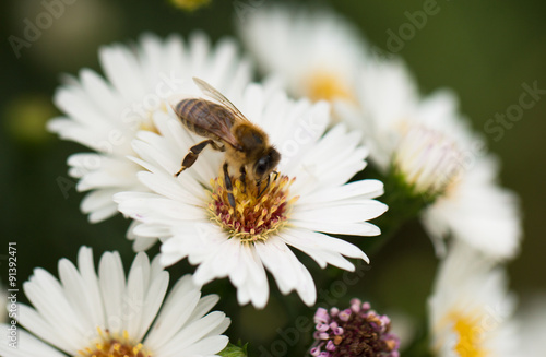 honey bee collecting pollen in autumn from white little daisy