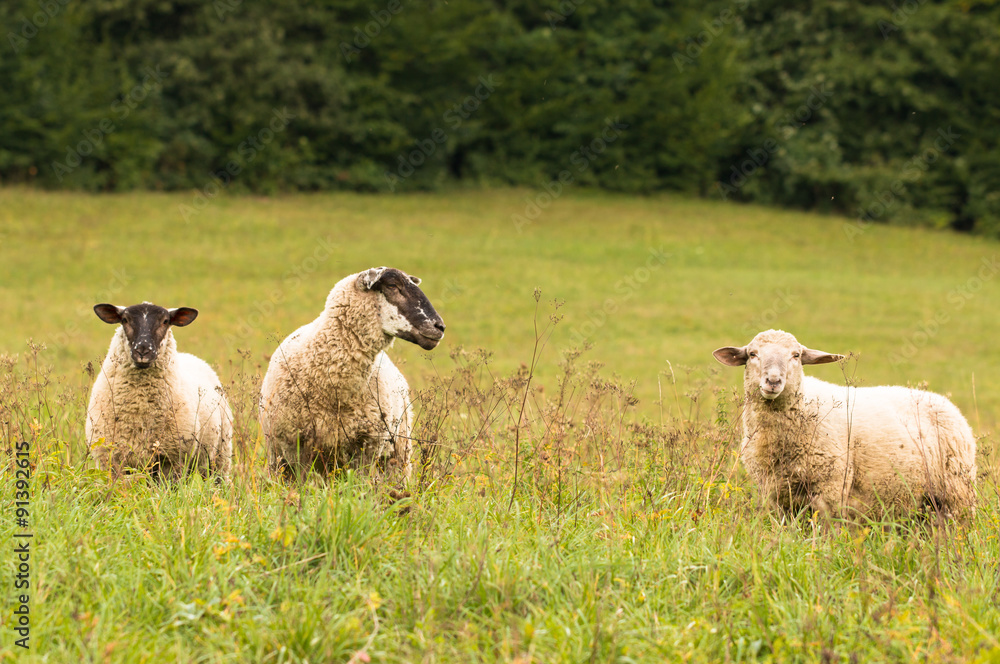 Obraz premium one sheep with two lambs standing on a pasture in beskydy