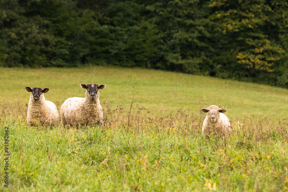 two lambs with sheep standing on the meadow and staring two lambs with sheep standing on the meadow and staring