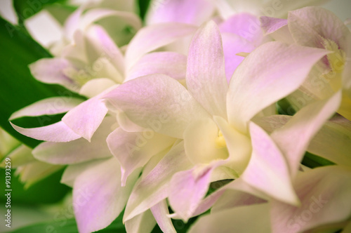 Dendrobium orchid, Dendrobium sp., Family Orchidaceae, Central of Thailand © warayoo