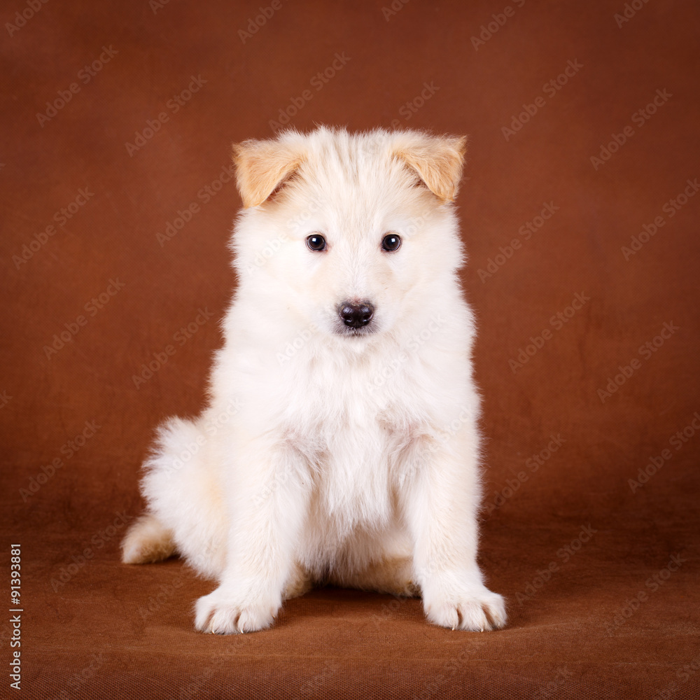 Fototapeta premium purebred puppy