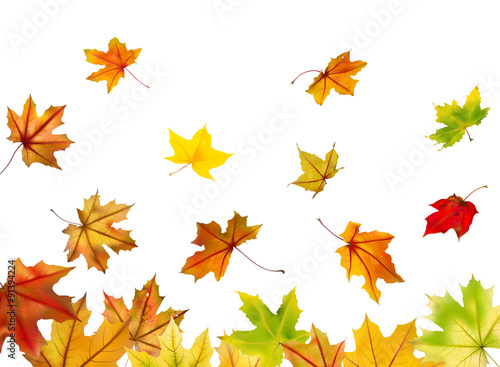 Maple autumn falling leaves, vector illustration.