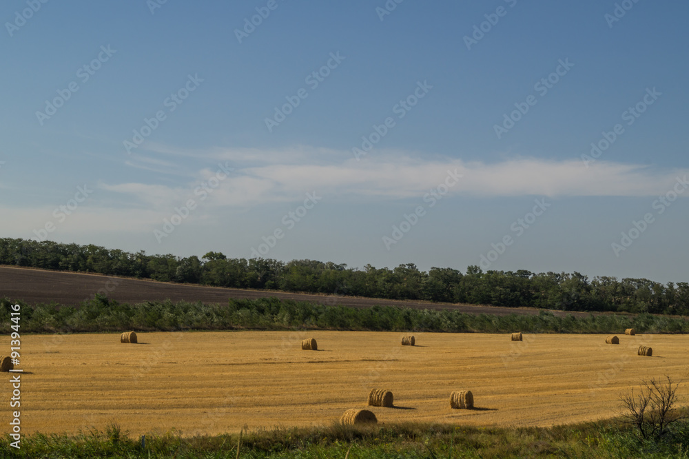 hay in the hot summer hay in the hot summer