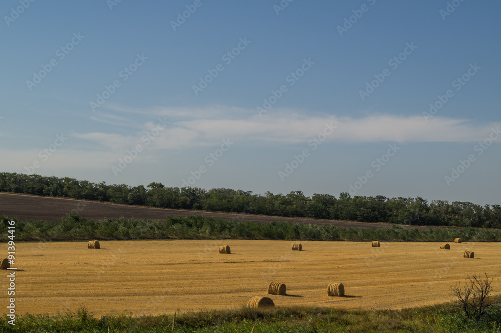 hay in the hot summer