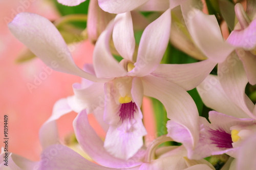 Dendrobium orchid, Dendrobium sp., Family Orchidaceae, Central of Thailand
