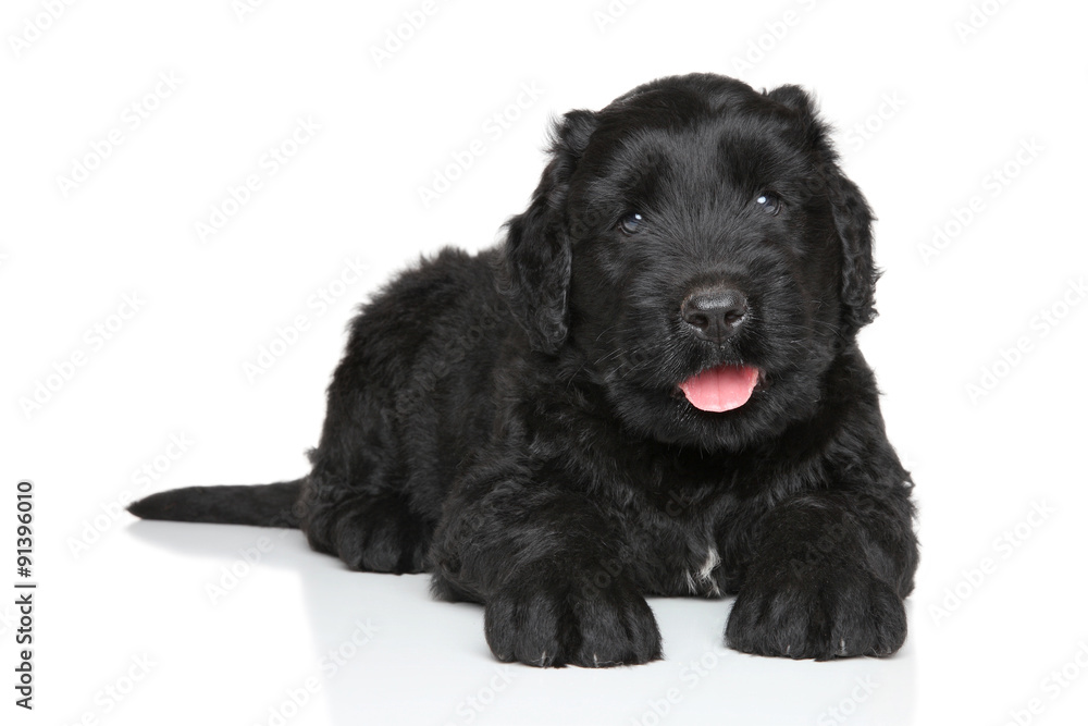 Black Russian terrier puppy
