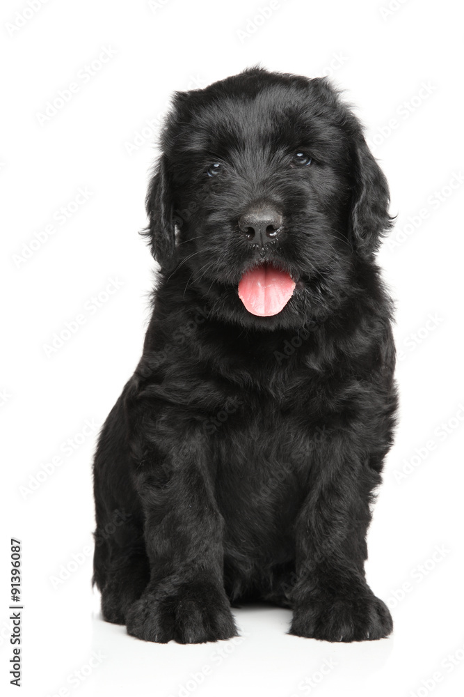 Russian Black terrier puppy