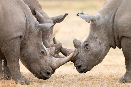 Tela Three White Rhino's  locking horns