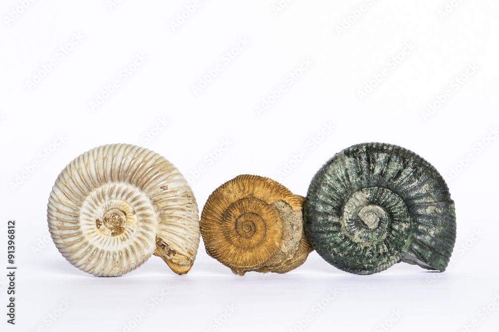 Perisphinctes, Dactylioceras, Orthosphinctes, ammoniti fossili Perisphinctes, Dactylioceras, Orthosphinctes, ammoniti fossili
