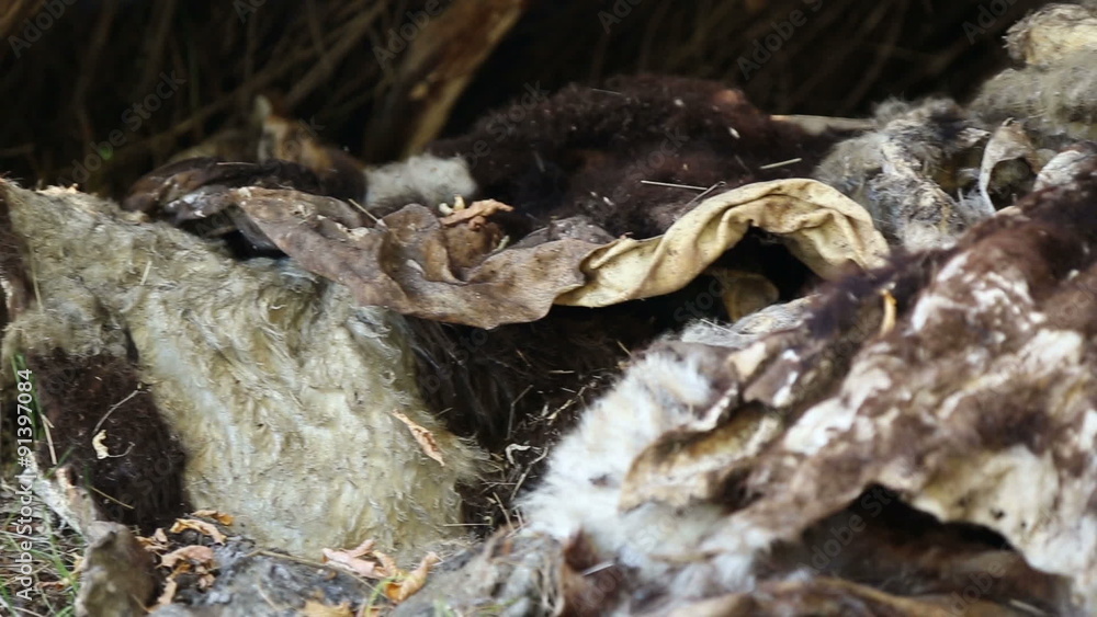 The skin of the animal is lies on the ground, panorama
The skin of the animal is lies on the ground, panorama