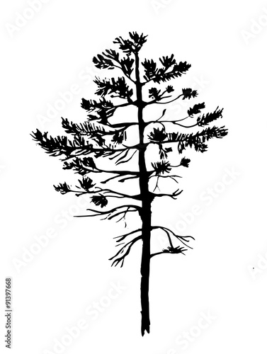 young pine tree with needles sketch graphics vector illustration