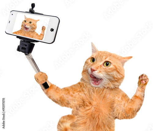 Fototapeta Naklejka Na Ścianę i Meble -  Cat taking a selfie with a smartphone