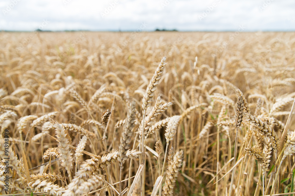 field of ripening wheat ears or rye spikes field of ripening wheat ears or rye spikes